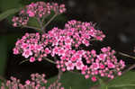 Japanese spiraea